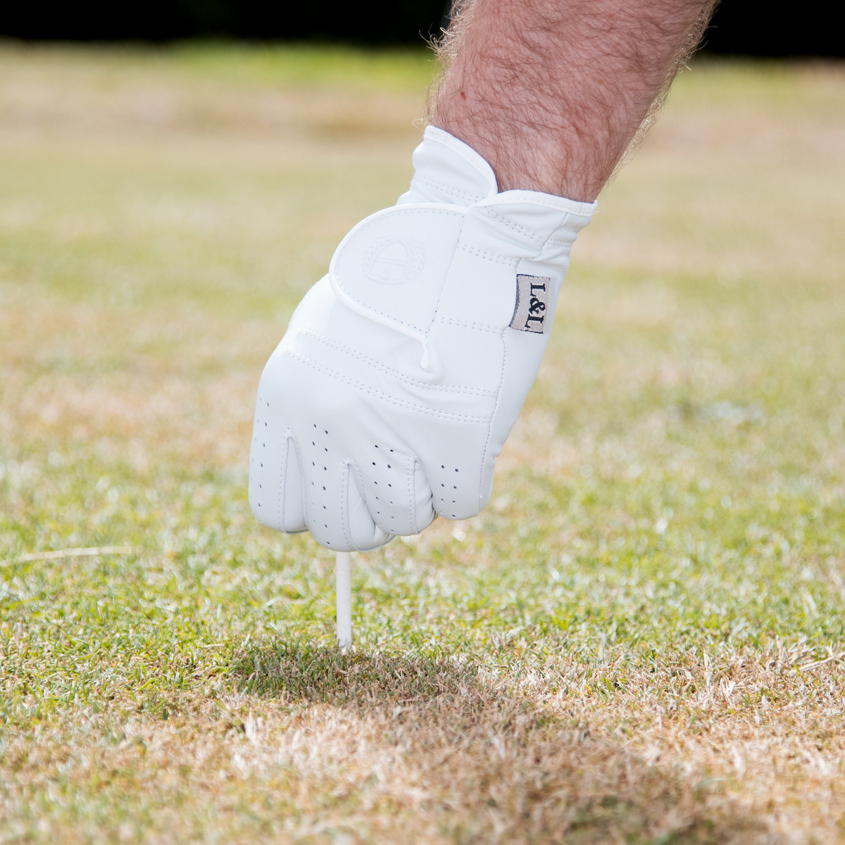 The Tour Glove by Links and Leather